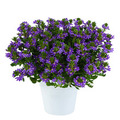 Vifteblomst 15 cm potte